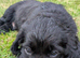 Beautiful Sprocker puppies