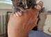 3 male main coon