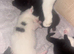 Beautiful kittens looking for a forever home
