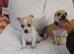 Chihuahua Bambi still. Available