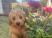 DNA health tested Cavapoos