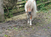 5 year old scewbald stallion