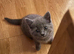4 Beautiful BSH babies