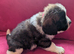 ST BERNARD PUPPIES