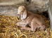 3/4 Anglo Nubian 1/4 Angora