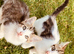 Kittens for sale