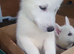 White Husky Pups looking for their forever homes
