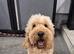 Lovely Apricot cockapoo boy, &pound;250