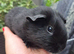 Pairs of Self Black Baby Brothers Guinea Pigs