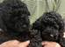 Tiny kc reg toy poodle puppies