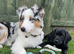 1 Boy Sprigador puppy left out of 3 for sale