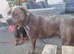 Chico looking for a loving home
