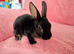 Baby mini rex for sale
