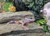 Leopard Geckos at Birmingham Reptiles