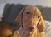 KC Registered Hungarian Vizsla Puppies