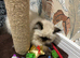Himalayan beautiful Persian kitten boy