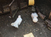 Fantail for sale