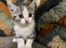 Beautiful mainecoon X British short haired kittens