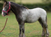 Stunning 3yrs blank canvas