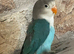 Beautiful baby lovebird
