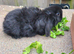 Baby rabbits ready now