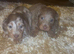5 star longhair miniature dachshund