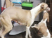 KC Whippet Bitch Pup 6 months old