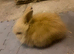 Dm lionhead Doe