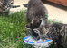 Kittens for sale