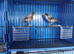 Canaries