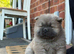 Kc registered chow chow puppies