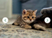 Champion bloodline, pedigree, health tested BSH kittens
