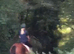 Family horse all-rounder 6yo 16h Irish TB mare