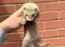 Semi angora Choclate hob kit for sale