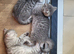 Scottish fold/straight kittens