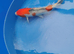 High Grade koi for sale