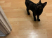 Sphynx cross kitten female