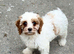Cavapoo girls for sale