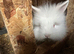 Lionhead bunnies