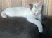 Female kitten