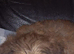 Imperial shih tzu puppies