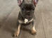 french bulldog ready for a loving home