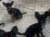 Pure bred chihuahua puppies