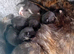4 Stunning Kittens
