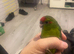 Hand tame Kakariki&rsquo;s