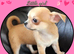 Pedigree chihuahua puppies