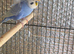 Beautiful pair of helicopter budgies