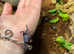 Vampire Crabs at Birmingham Reptiles