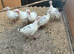 6 Royal Palm Turkey Poults