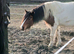 Reduced 1000                6 year old mare skewbald 13 hands